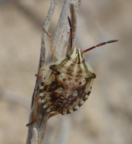 Carpocoris mediterraneus atlanticus